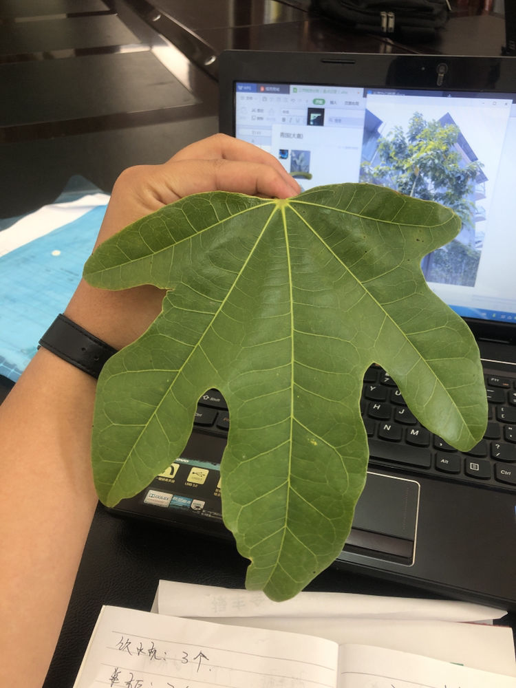 包含5苨洠R?8搙J?蒂紈/舒}*??zEgpj鈭?r扥?樹=的词条